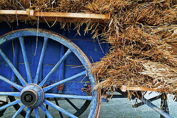 Blue Antique Cart with Hay Photograph
