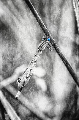 Blue Eye Print