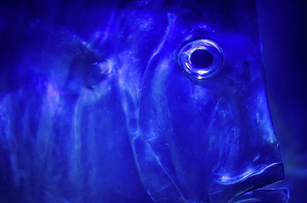 Wall Art featuring the photograph Blue Fish by Jeff Phillippi