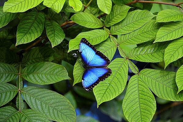 Wildlife Wall Art featuring the photograph Blue Leaves - Morpho Butterfly by KJ Swan