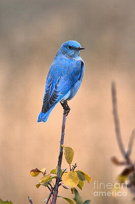 Blue Bird Perched on a Branch Wall Art