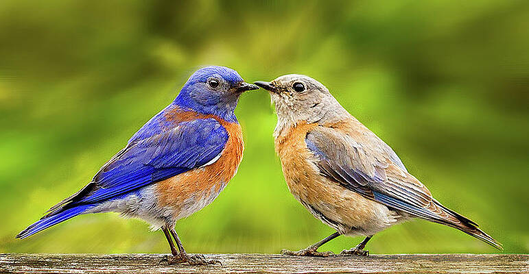 Wall Art featuring the photograph Bluebird Romance by Jean Noren