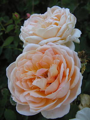 California Wall Art featuring the photograph Blushing Roses by C Thomas Cooney