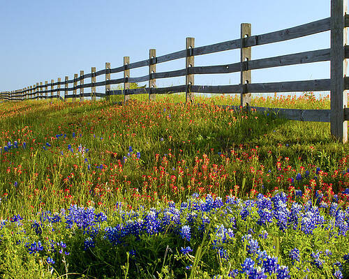 Wall Art featuring the photograph Boards And Beauty by Jim E Johnson