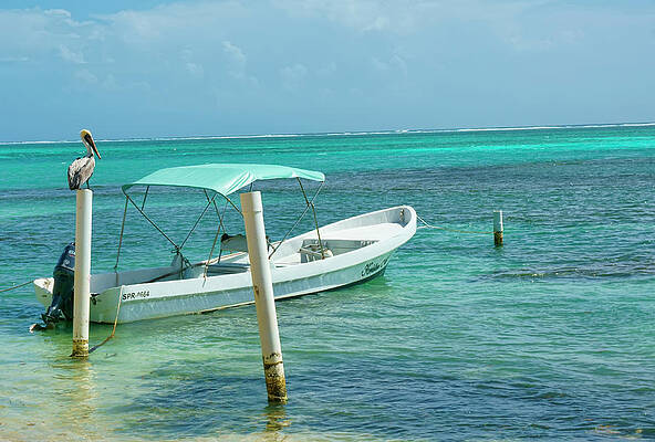 Wall Art featuring the photograph Boat And Pelican On Ambergris Caye Belize by Waterdancer