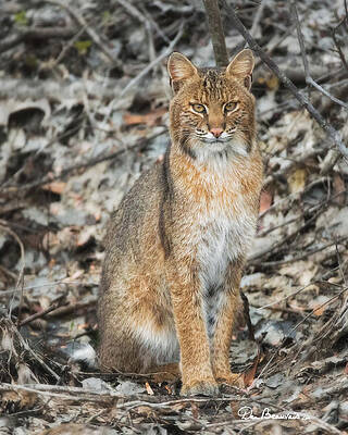 Nature Photograph - Bobcat 7055 by Dan Beauvais