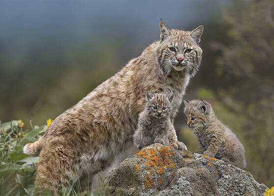 Bobcat Mother And Kittens North America by Tim Fitzharris