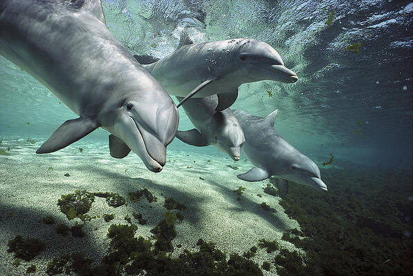 Four Bottlenose Dolphins Hawaii by Flip Nicklin