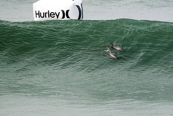 California Photograph - Bottlenose Dolphins Making An Appearance At The US Hurley Open S by Waterdancer
