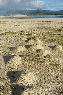 Outdoors Wall Art featuring the photograph Bottom Sand Of Flamingo Lake Estuary by Sami Sarkis Photography