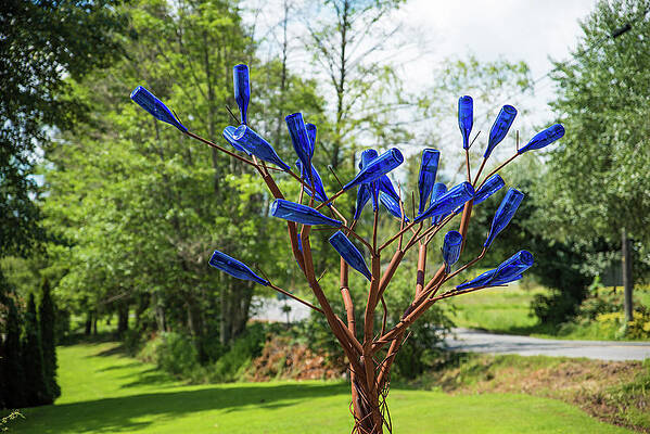 May Photograph - Brass Tree, Blue Bottle Leaves by Tom Cochran