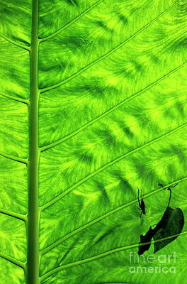 Animal Wall Art featuring the photograph Bright Green Leave With An Insect Crawling Over Its Surface by Sami Sarkis Photography