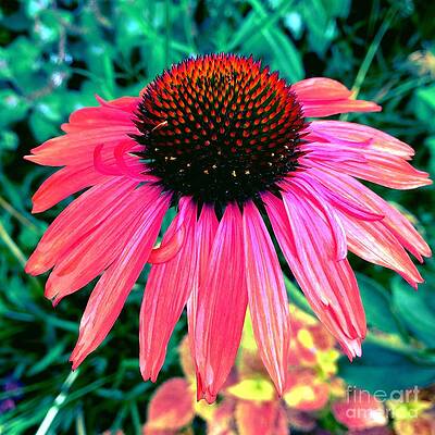 Nature Photograph - Brilliant Coneflower by Onedayoneimage Photography