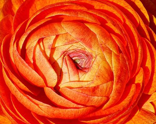 Wall Art featuring the photograph Brilliant Orange - Ranunculus by KJ Swan