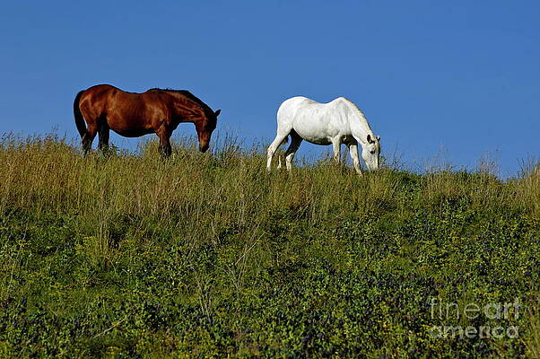 Animal Wall Art featuring the photograph Brown And White Horse Grazing Together In A Grassy Field by Sami Sarkis Photography
