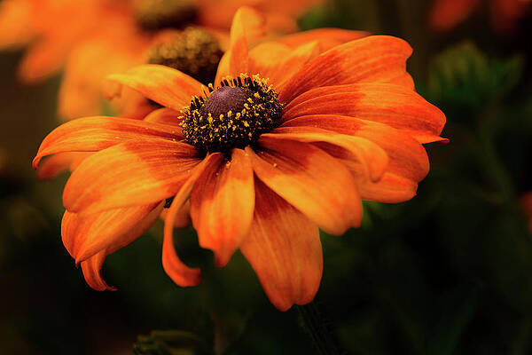 Wall Art featuring the photograph Brown Eyed Susan by Mary Jo Allen