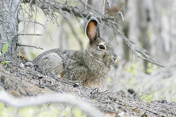 Wild Wall Art featuring the photograph A Little Gray Hare -- Snowshoe Hare In Denali National Park, Alaska by Darin Volpe