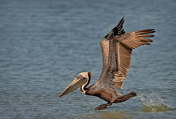 Pelican Gliding Over Water Wall Art