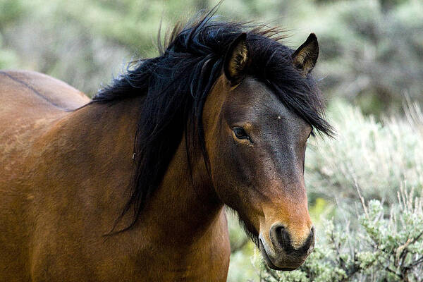 Wild Photograph - Brown Wild Mustang Mare by Waterdancer