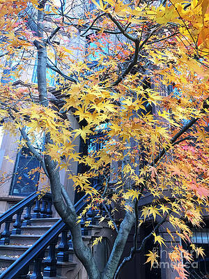 Tree Wall Art featuring the photograph Brownstone In Fall by Onedayoneimage Photography