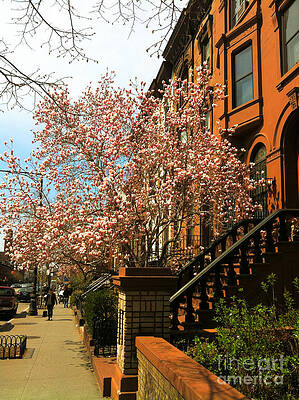 Tree Wall Art featuring the photograph Brownstones And Blossoms by Onedayoneimage Photography