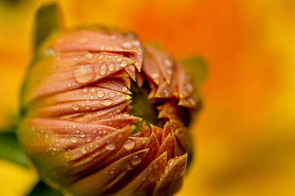 Wall Art featuring the photograph Bud Drops by Mary Jo Allen