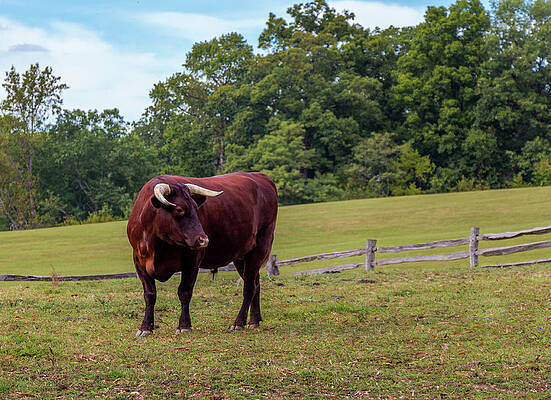 Photograph - Bull In Field by Ed Clark