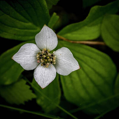 Spring Photograph - Bunchberry Dogwood On Gloomy Day by Darcy Michaelchuk