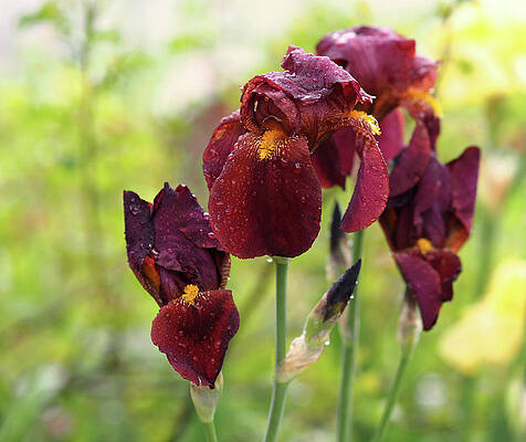 Wall Art featuring the photograph Burgundy Bearded Irises In The Rain by Rona Black
