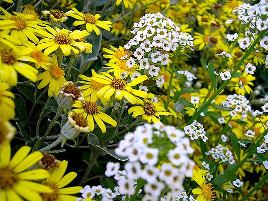 Washington Photograph - Bursts Of White by C Thomas Cooney