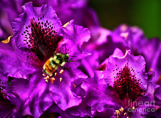 Oregon Photograph - Busy As A Bee by Bruce Block