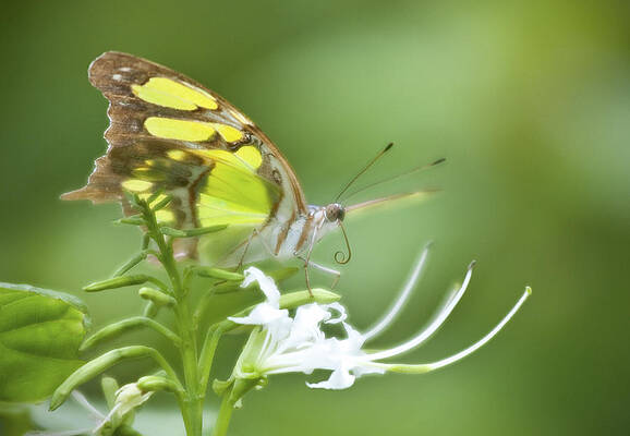 Nature Wall Art featuring the photograph Butterfly And Flower by Steven Sparks