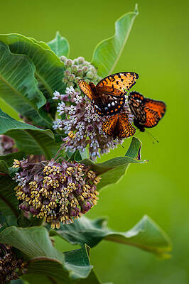 Butterfly Buffet by Jeff Phillippi