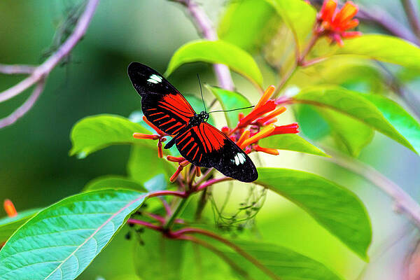 Natural Photograph - Butterfly by David Morefield