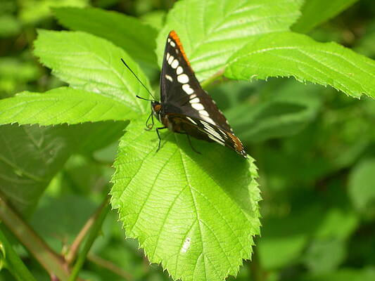 Washington Photograph - Butterfly On A Blackberry by C Thomas Cooney
