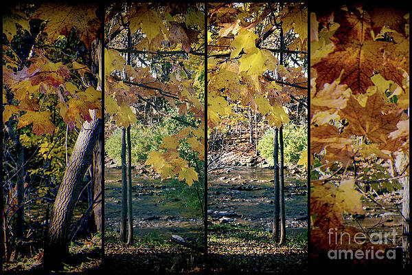 Fall Photograph - By The Creek by William Norton