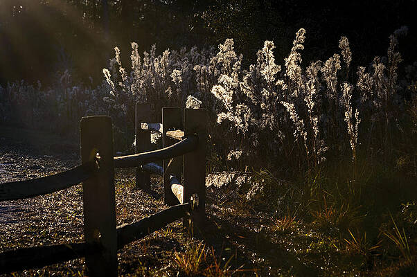 Nature Wall Art featuring the photograph By The Way by Steven Sparks