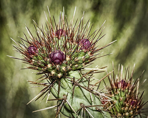 Blooming Cactus Spines Wall Art