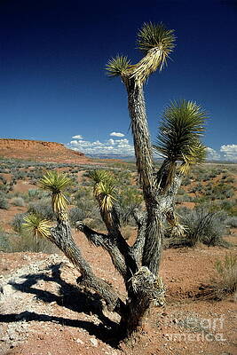 Tree Wall Art featuring the photograph Cactus Tree In The Desert At Bryce Canyon National Park by Sami Sarkis Photography
