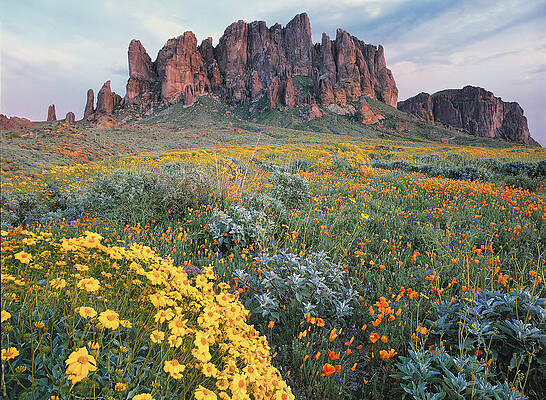 California Brittlebush Lost Dutchman by Tim Fitzharris