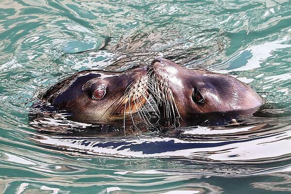 Wildlife Wall Art featuring the photograph California Kiss - Sea Lions by KJ Swan