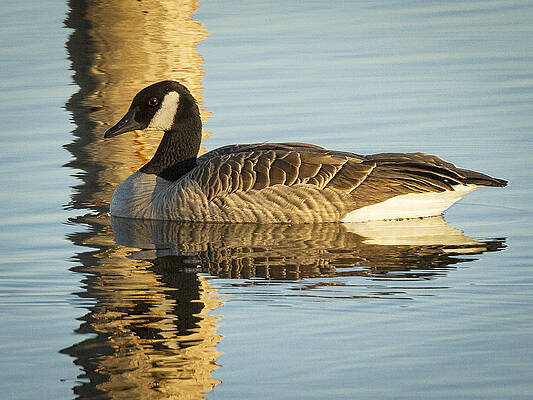 Water Wall Art featuring the photograph Canada Goose by Jean Noren