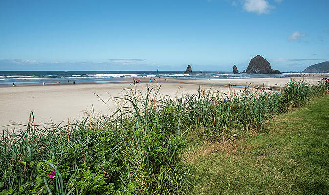 Beach Photograph - Cannon Beach And Purple Bloom by Tom Cochran