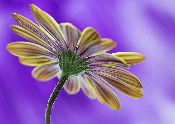 Spring Wall Art featuring the photograph Cape Daisy by Shirley Mitchell