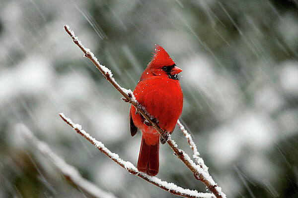Background Photograph - Cardinal In The Snow by Gina Fitzhugh