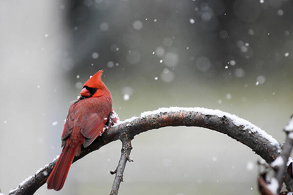 Bird Wall Art featuring the photograph Cardinal Snowfall by Gary Wightman