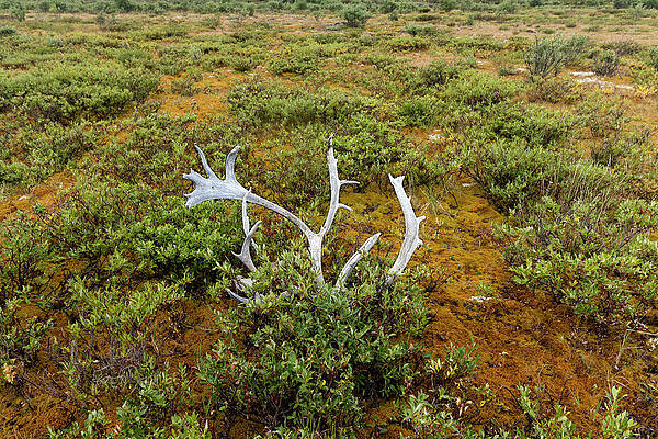 Wall Art featuring the photograph Caribou Horns by Fred Denner