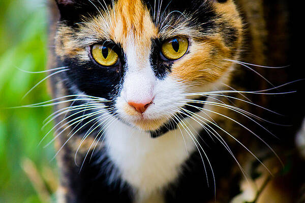 Tree Wall Art featuring the photograph Cat Coming Toward You by Jonny D