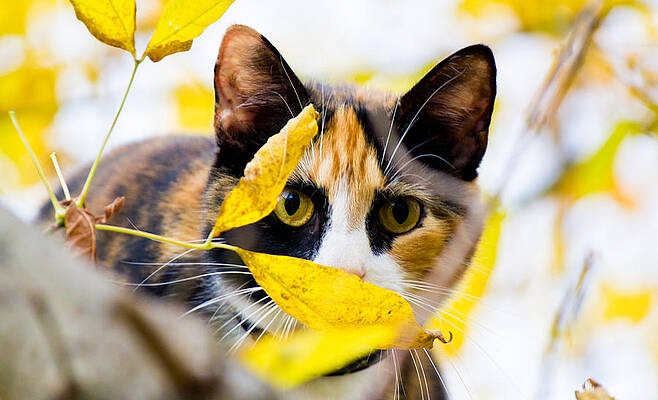 Tree Wall Art featuring the photograph Cat On The Prowl by Jonny D
