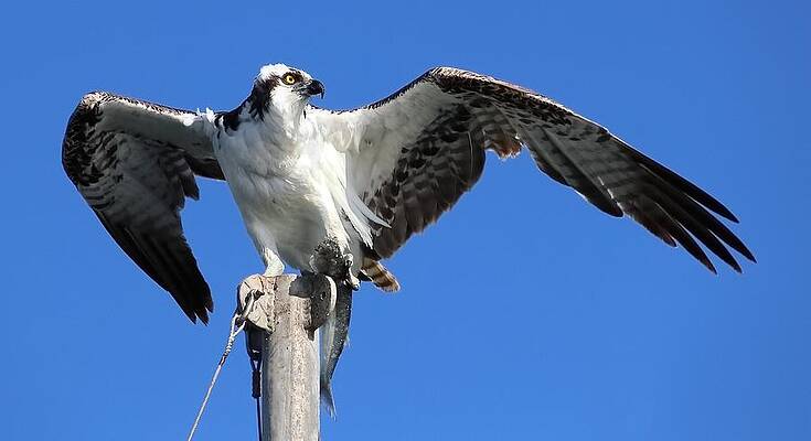 Fish Wall Art featuring the photograph Catching - Osprey by KJ Swan